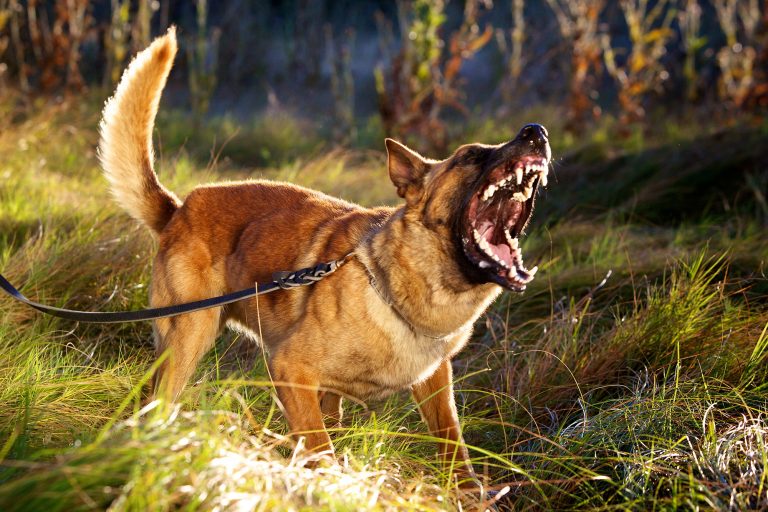 Dog Attack, Animal Bites - Poorly trained pets, bad dog, dangerous animals Accident Claims Reading